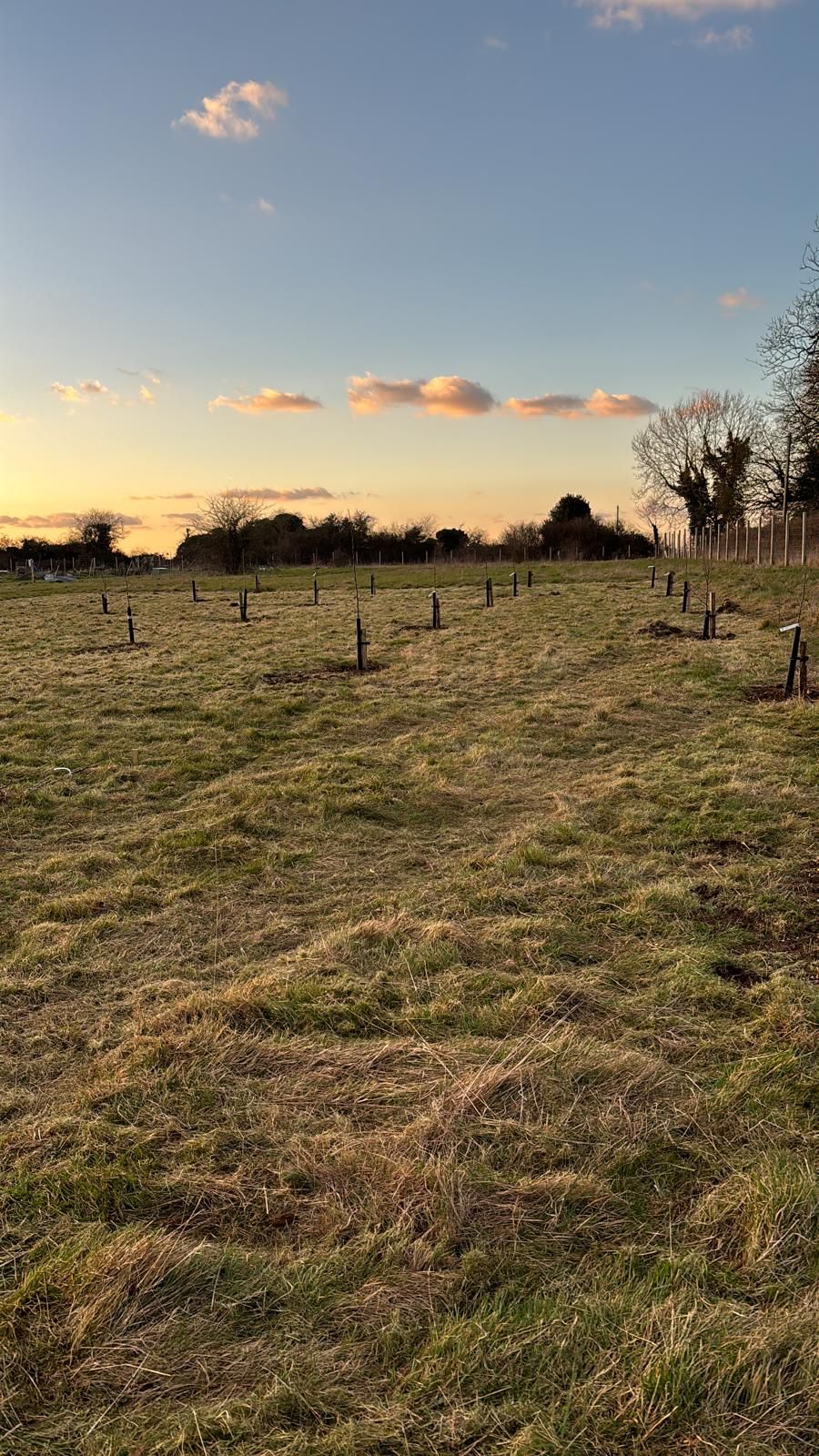 A field at sunset with orange hues, scattered clouds and the beginnings of an orchard